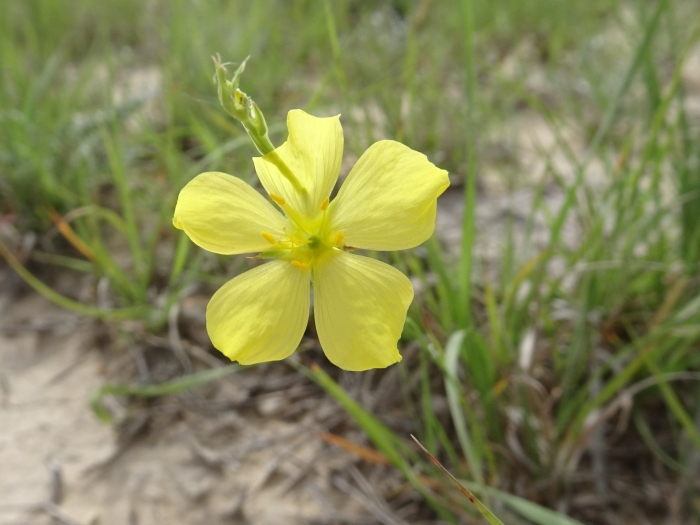 Linum sulcatum image