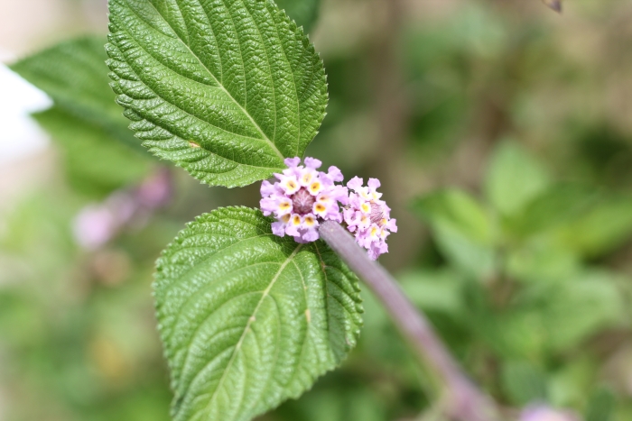 Lippia alba image