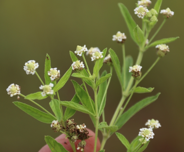 Lippia javanica image