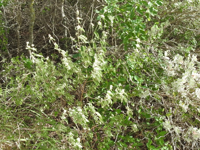 Lippia origanoides image