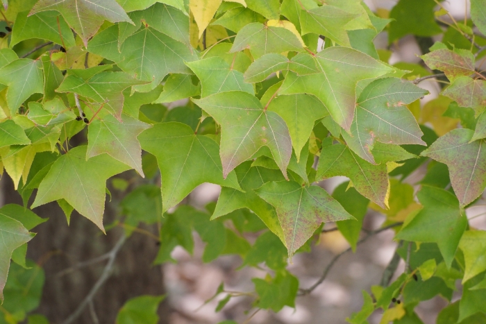 Liquidambar formosana image