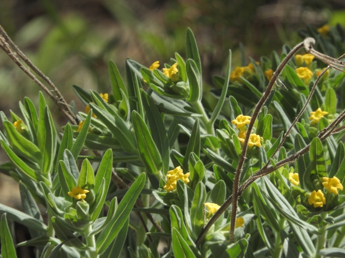 Lithospermum californicum image
