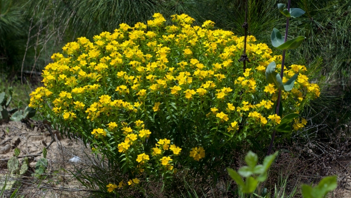 Lithospermum caroliniense image