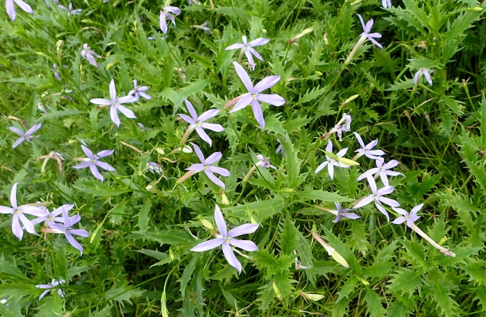 Isotoma axillaris image