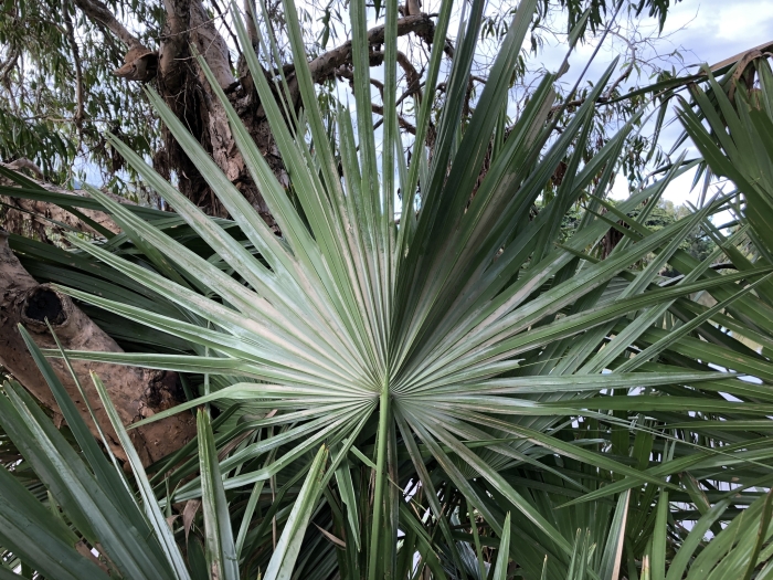 Livistona australis image