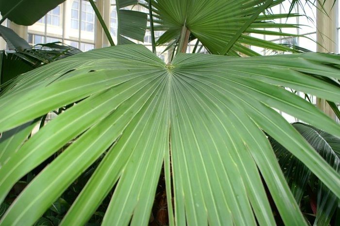 Livistona chinensis image