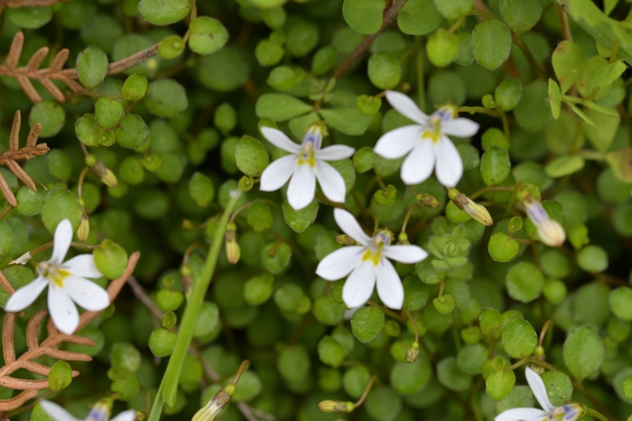 Lobelia angulata image