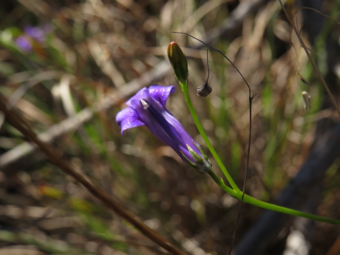 Lobelia coronopifolia image