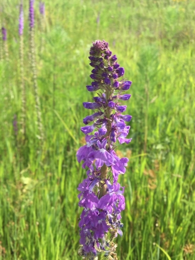 Lobelia fenestralis image