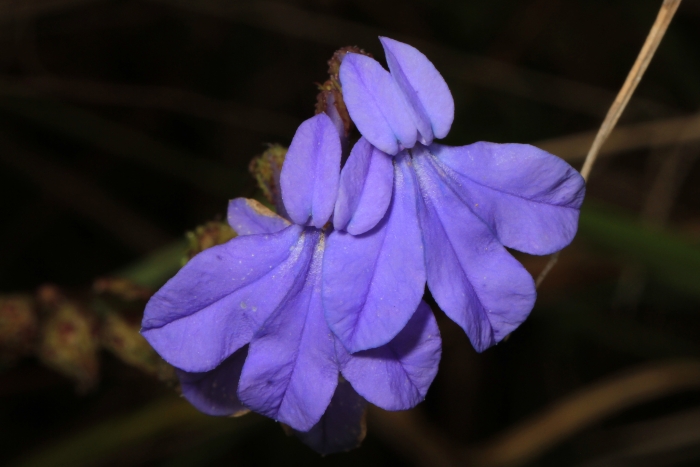 Lobelia glandulosa image