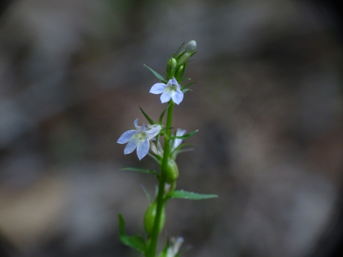Lobelia inflata image