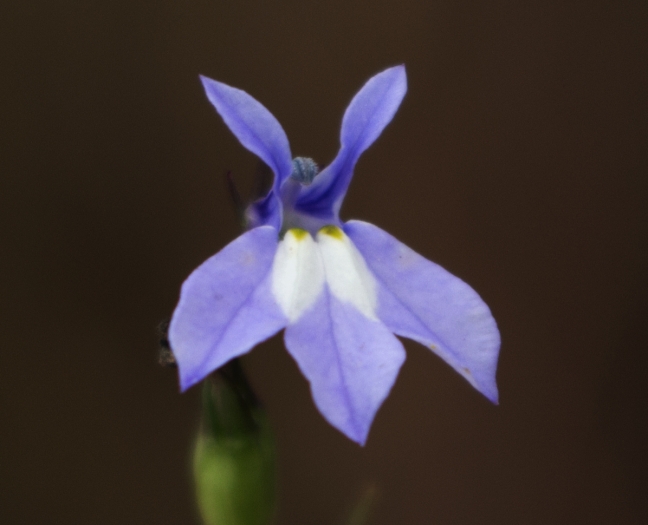 Lobelia kalmii image