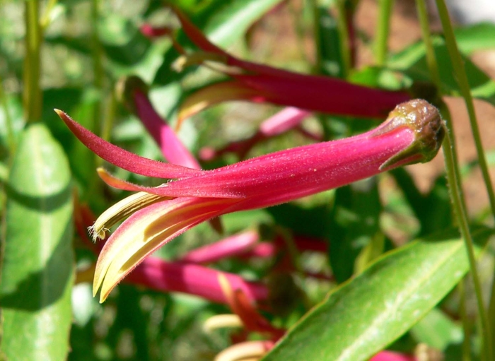 Lobelia laxiflora image