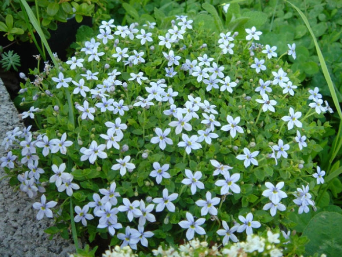 Lobelia pedunculata image