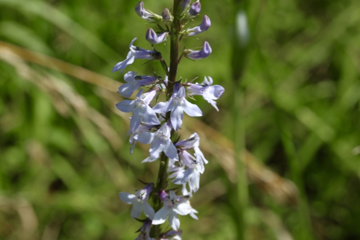 Lobelia spicata image