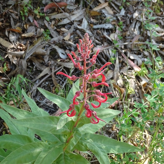 Lobelia tupa image