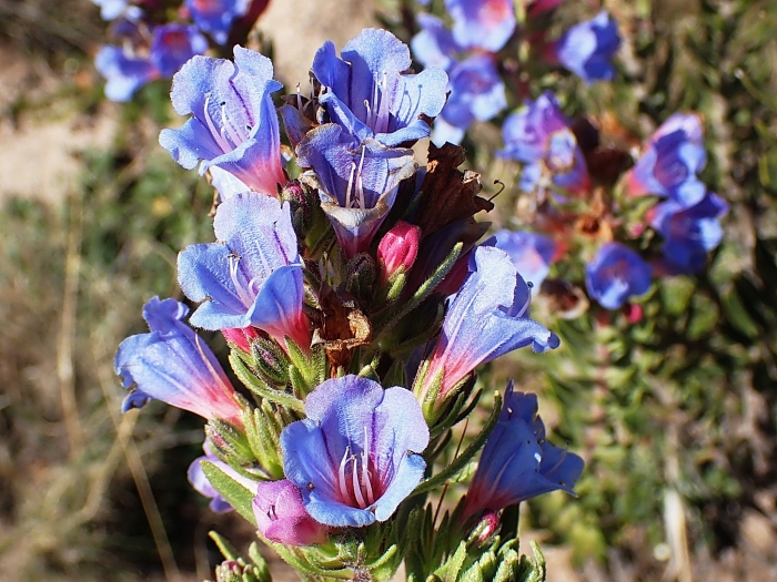 Lobostemon fruticosus image