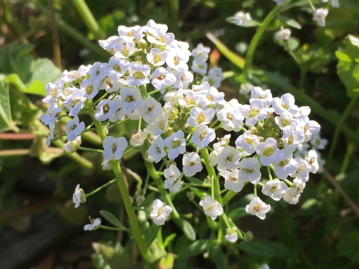 Lobularia maritima image
