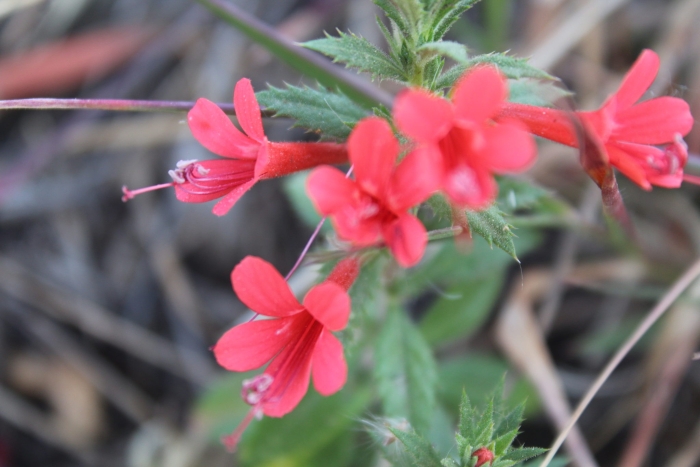 Loeselia mexicana image