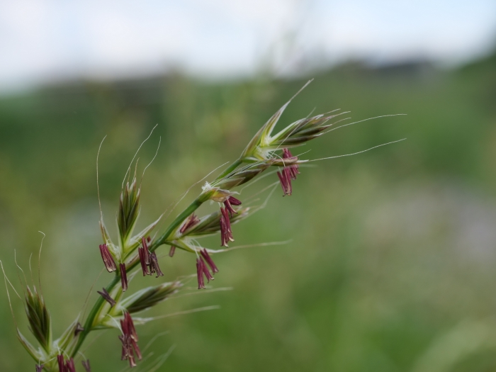 Lolium multiflorum image