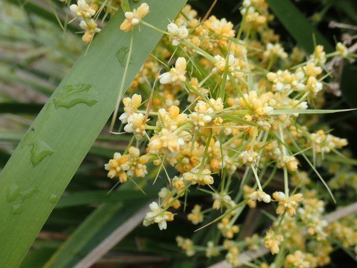 Lomandra hystrix image