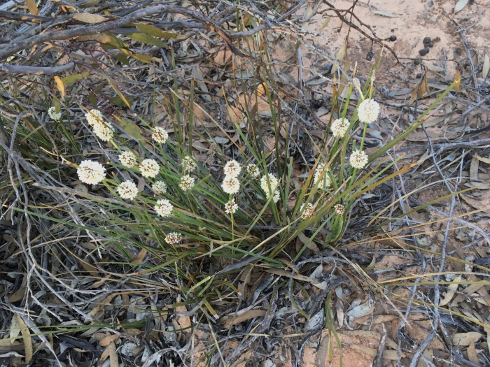 Lomandra leucocephala image