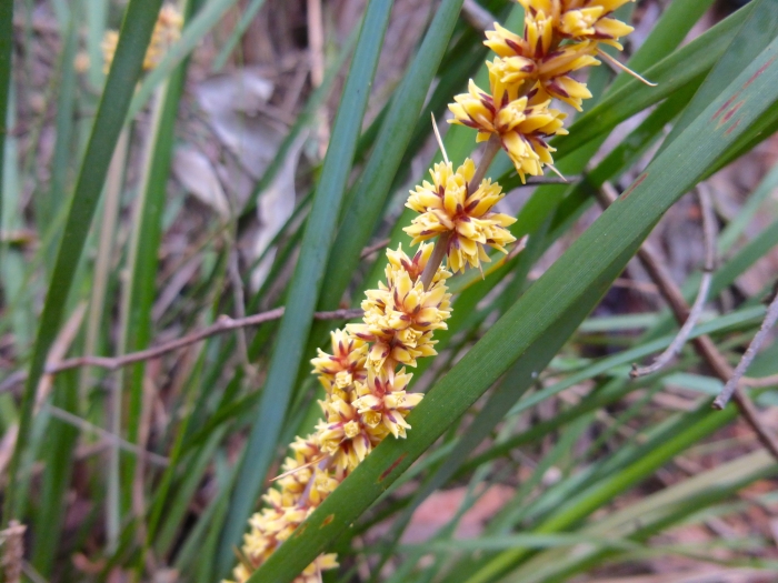 Lomandra longifolia image