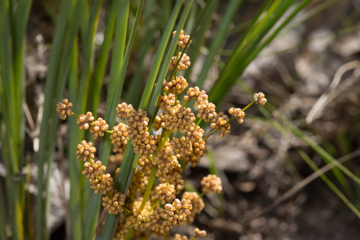 Lomandra multiflora image