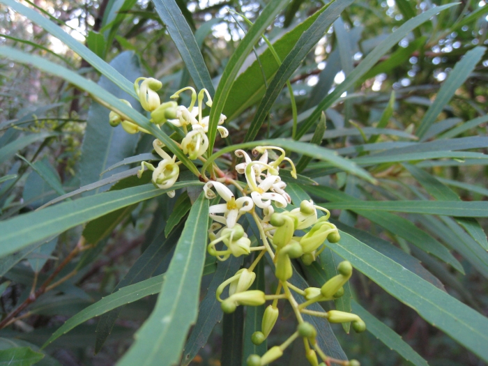 Lomatia myricoides image