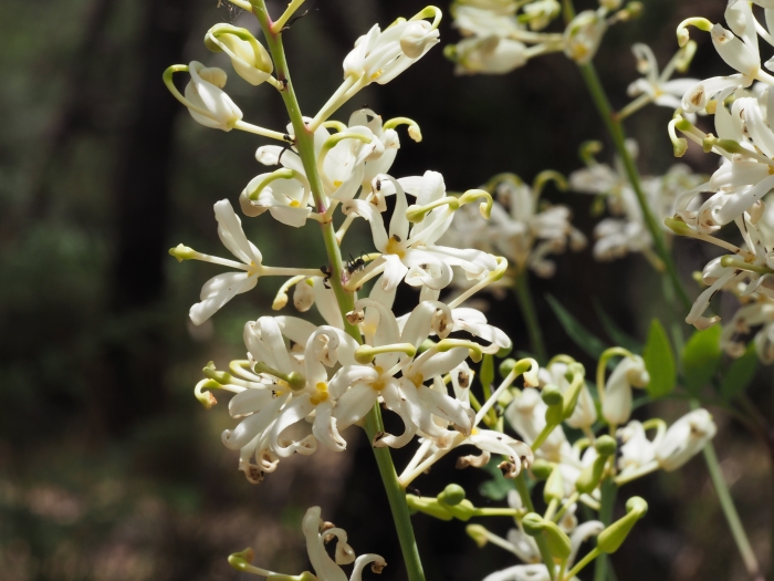 Lomatia silaifolia image