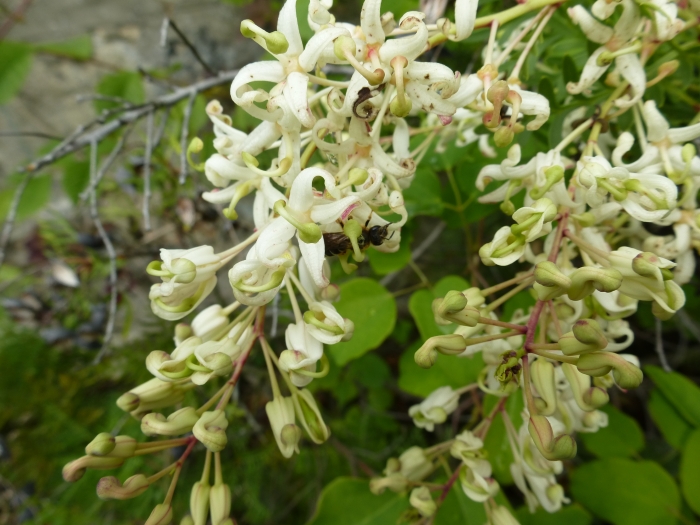 Lomatia tinctoria image
