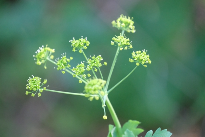 Lomatium californicum image