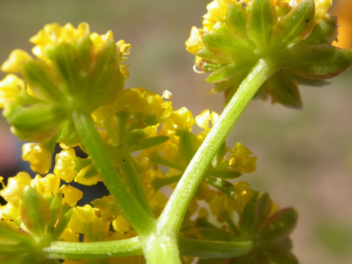 Lomatium cous image