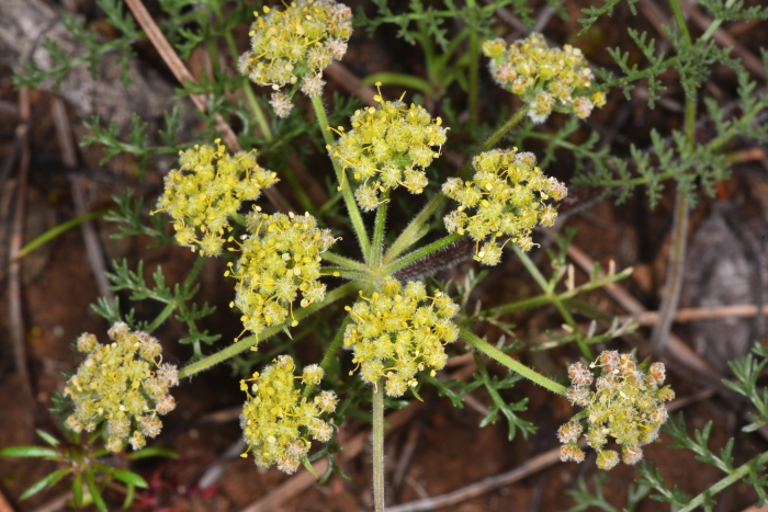 Lomatium dasycarpum image