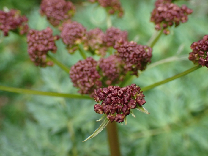 Lomatium dissectum image