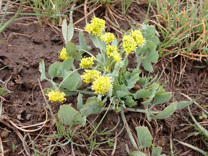 Lomatium nudicaule image