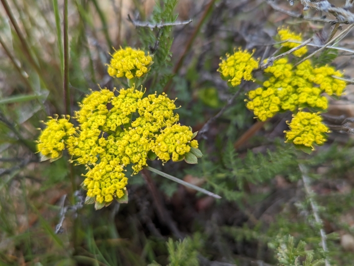 Lomatium utriculatum image