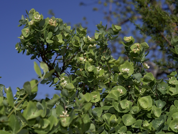 Lonicera albiflora image