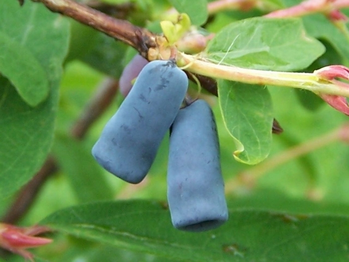 Lonicera caerulea image