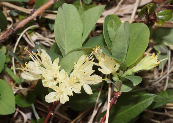 Lonicera edulis image