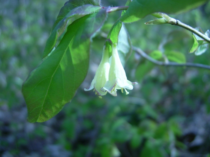 Lonicera canadensis image