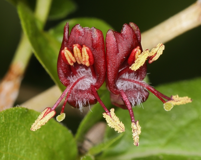 Lonicera conjugialis image
