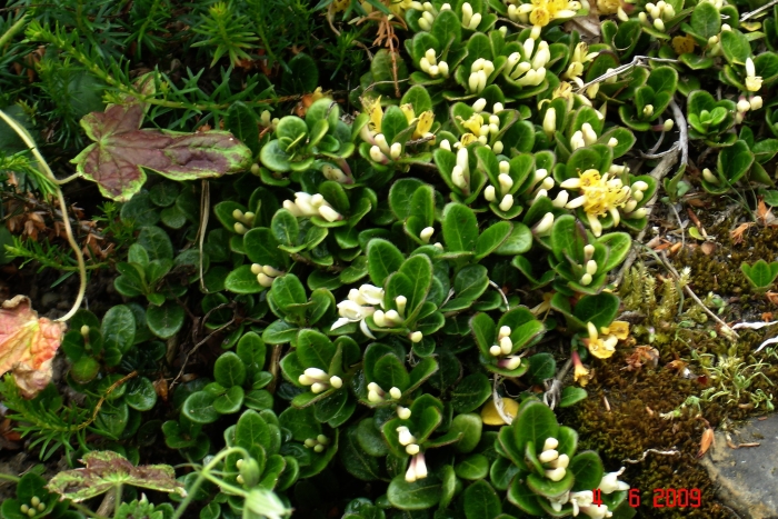 Lonicera crassifolia image