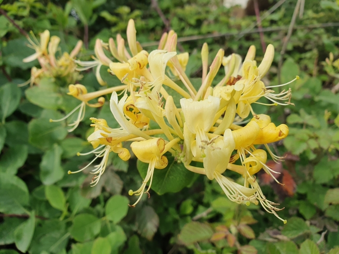 Lonicera etrusca image