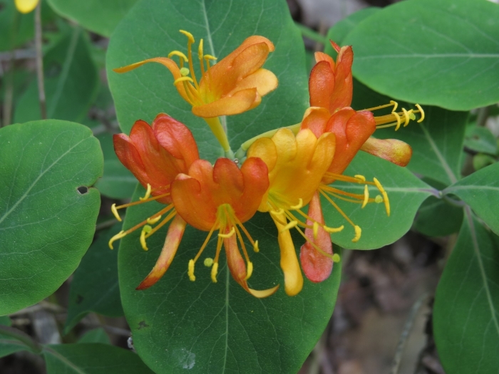 Lonicera flava image