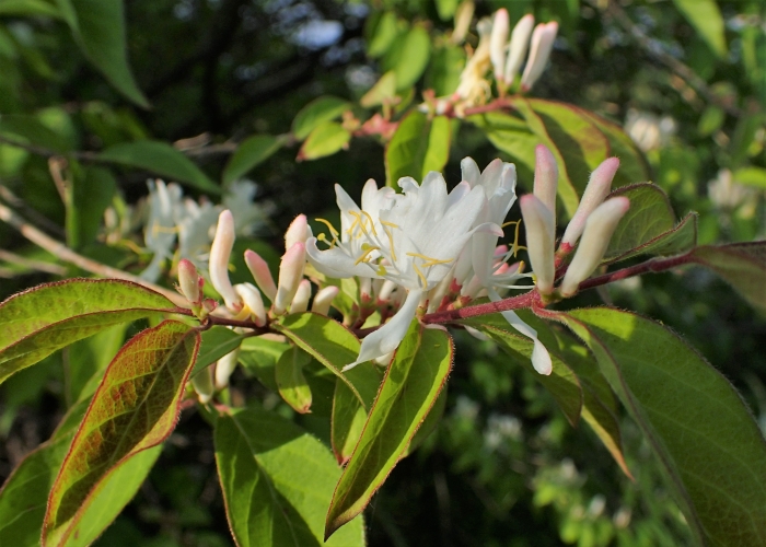 Lonicera fragrantissima image