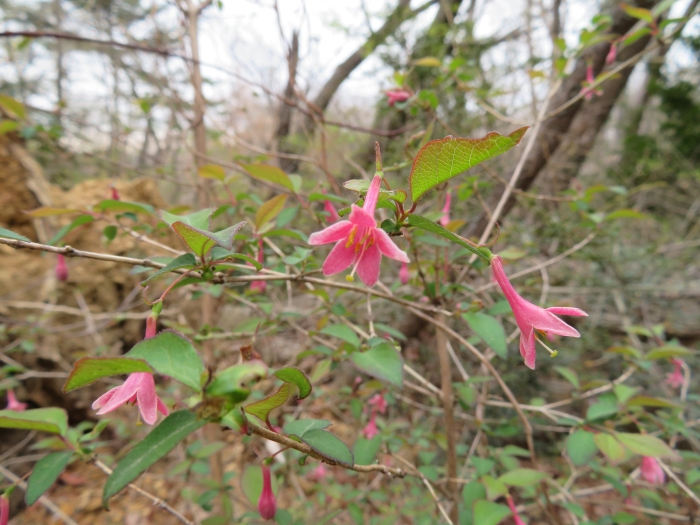 Lonicera gracilipes image