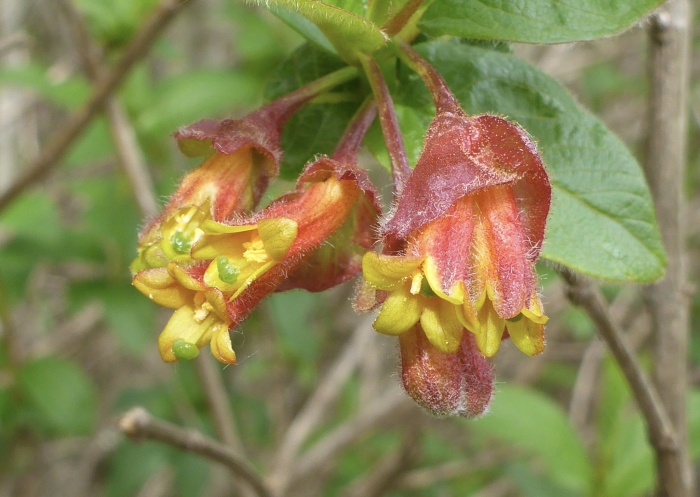 Lonicera involucrata var. ledebourii image