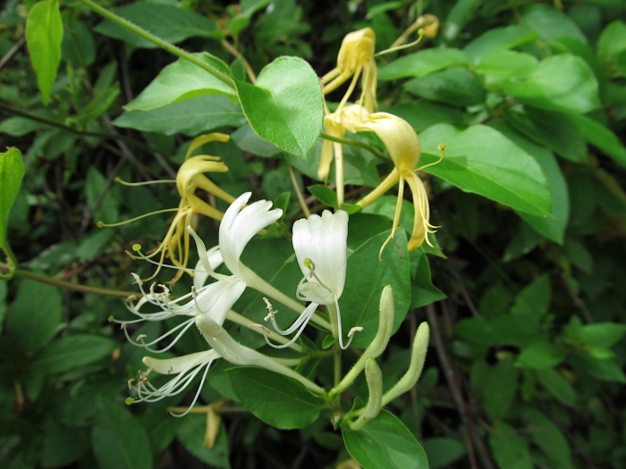 Lonicera japonica image