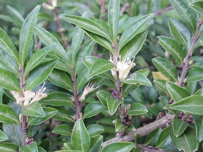 Lonicera ligustrina image